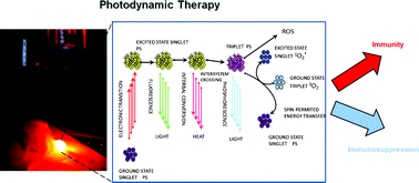 Graphical abstract: The immunosuppressive side of PDT
