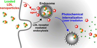 Graphical abstract: Cytosolic delivery of LDL nanoparticle cargo using photochemical internalization