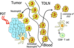 Graphical abstract: Photodynamic therapy enhancement of anti-tumor immunity