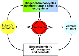 Graphical abstract: Effects of solar UV radiation and climate change on biogeochemical cycling: interactions and feedbacks