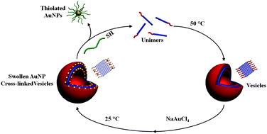 Graphical abstract: Reversible gold “locked” synthetic vesicles derived from stimuli-responsive diblock copolymers