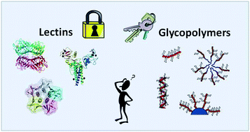 Graphical abstract: Synthesis of glycopolymers and their multivalent recognitions with lectins