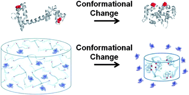 Graphical abstract: Bioinspired conformational changes: an adaptable mechanism for bio-responsive protein delivery