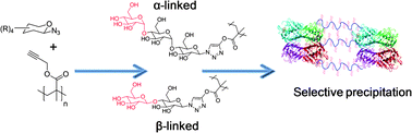 Graphical abstract: Optimised ‘click’ synthesis of glycopolymers with mono/di- and trisaccharides
