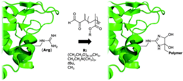 Graphical abstract: Arginine-specific protein modification using α-oxo-aldehyde functional polymers prepared by atom transfer radical polymerization