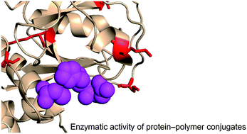 Graphical abstract: Polymer–protein conjugates: an enzymatic activity perspective