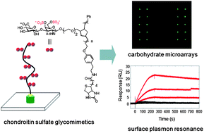 Graphical abstract: End-functionalized glycopolymers as mimetics of chondroitin sulfate proteoglycans