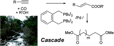 Graphical abstract: Highly selective formation of unsaturated esters or cascade reactions to α,ω-diesters by the methoxycarbonylation of alkynes catalysed by palladium complexes of 1,2-bis(ditertbutylphosphinomethyl)benzene