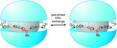 Graphical abstract: Gas-phase H/D-exchange reactions on resorcinarene and pyrogallarene capsules: Proton transport through a one-dimensional Grotthuss mechanism