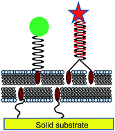 Graphical abstract: Cholesterol-based anchors and tethers for phospholipid bilayers and for model biological membranes