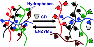 Graphical abstract: Manipulation of hydrophobic interactions in associative polymers using cyclodextrin and enzyme
