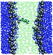 Graphical abstract: Permeability of drugs and hormones through a lipid bilayer: insights from dual-resolution molecular dynamics