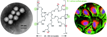 Graphical abstract: Polyglycerol nanogels: highly functional scaffolds for biomedical applications