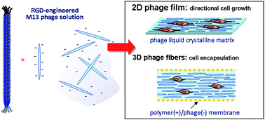 Graphical abstract: Fabrication of engineered M13 bacteriophages into liquid crystalline films and fibers for directional growth and encapsulation of fibroblasts