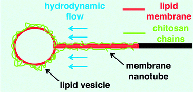 Graphical abstract: Nanotubes from asymmetrically decorated vesicles