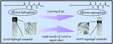 Graphical abstract: pH-Triggered conversion of soft nanocomposites: in situ synthesized AuNP-hydrogel to AuNP-organogel