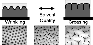 Graphical abstract: Solvent induced transition from wrinkles to creases in thin film gels with depth-wise crosslinking gradients