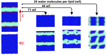 Graphical abstract: Molecular dynamics simulations of phase transition of lamellar lipid membrane in water under an electric field