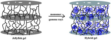 Graphical abstract: Jellyfish gel and its hybrid hydrogels with high mechanical strength