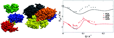 Graphical abstract: Exploring internal protein dynamics by neutron spin echo spectroscopy