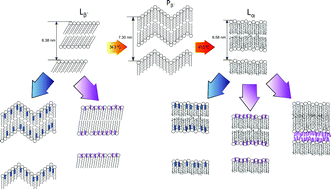 Graphical abstract: Effects of non-steroidal anti-inflammatory drugs on the structure of lipid bilayers: therapeutical aspects