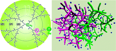 Graphical abstract: Coarse-grained molecular simulation of interacting dendrimers