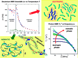 Graphical abstract: Dynamics in the isotropic and nematic phases of bent-core liquid crystals: NMR perspectives