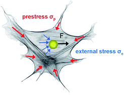 Graphical abstract: Nonlinear viscoelasticity of adherent cells is controlled by cytoskeletal tension