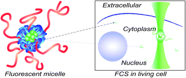 Graphical abstract: Mobility of fluorescently labeled polymer micelles in living cells