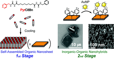 Graphical abstract: Organic nanosheets with charged surface: two dimensional self-assembly of a non-symmetric bis-acylurea with pyridyl end group