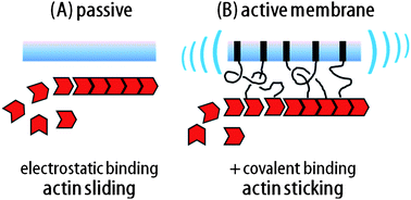 Graphical abstract: Active membranes with bound F-actin: sliding vs. sticking conditions