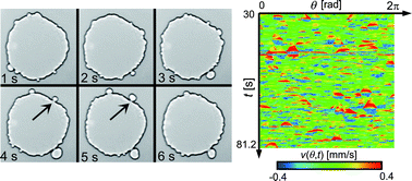Graphical abstract: Dynamical blebbing at a droplet interface driven by instability in elastic stress: a novel self-motile system