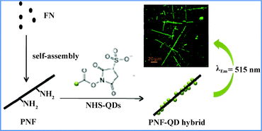 Graphical abstract: Novel 1-D biophotonic nanohybrids: protein nanofibers meet quantum dots