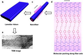 Graphical abstract: Controllable self-assembled laminated nanoribbons from dipeptide-amphiphile bearing azobenzene moiety