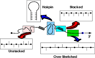 Graphical abstract: Stretching single stranded DNA