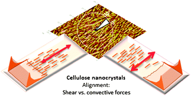 Graphical abstract: Ultrathin film coatings of aligned cellulose nanocrystals from a convective-shear assembly system and their surface mechanical properties