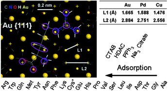 Graphical abstract: Adsorption mechanism of single amino acid and surfactant molecules to Au {111} surfaces in aqueous solution: design rules for metal-binding molecules