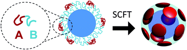 Graphical abstract: Self-consistent field theory for diblock copolymers grafted to a sphere