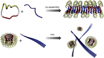 Graphical abstract: Controlled self-assembly of α-helix-decorated peptide nanostructures