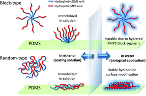 Graphical abstract: Quick and simple modification of a poly(dimethylsiloxane) surface by optimized molecular design of the anti-biofouling phospholipid copolymer