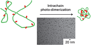 Graphical abstract: Preparation of polymer single chain nanoparticles using intramolecular photodimerization of coumarin