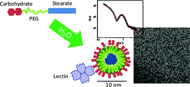 Graphical abstract: Self-assembled carbohydrate-based micelles for lectin targeting