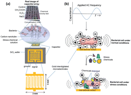 Graphical abstract: Probing chemical induced cellular stress by non-Faradaic electrochemical impedance spectroscopy using an Escherichia coli capacitive biochip