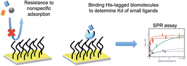 Graphical abstract: Modified peptide monolayer binding His-tagged biomolecules for small ligand screening with SPR biosensors
