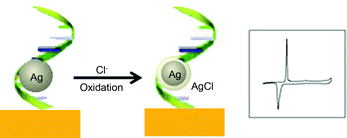 Graphical abstract: Nucleic acid-modulated silver nanoparticles: A new electrochemical platform for sensing chloride ion