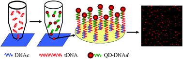 Graphical abstract: An ultra-sensitive DNA assay based on single-molecule detection coupled with hybridization accumulation and its application