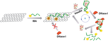 Graphical abstract: Insulin-binding aptamer-conjugated graphene oxide for insulin detection