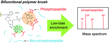 Graphical abstract: Bifunctional polymer brushes for low-bias enrichment of mono- and multi-phosphorylated peptides prior to mass spectrometry analysis