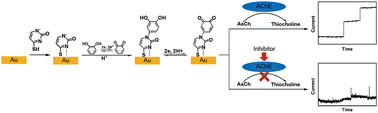 Graphical abstract: An electrochemical platform for acetylcholinesterase activity assay and inhibitors screening based on Michael addition reaction between thiocholine and catechol-terminated SAMs