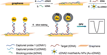Graphical abstract: Electrochemical DNA sensor by the assembly of graphene and DNA-conjugated gold nanoparticles with silver enhancement strategy